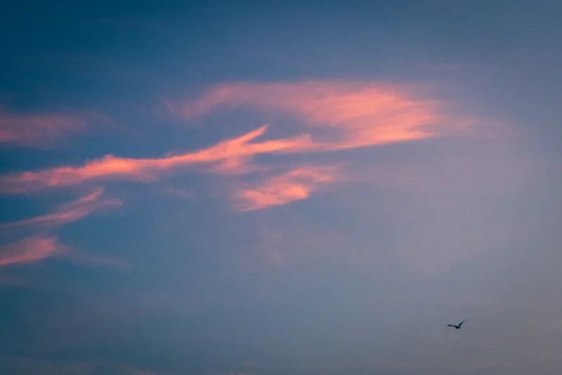 Westward, Door. 2021.